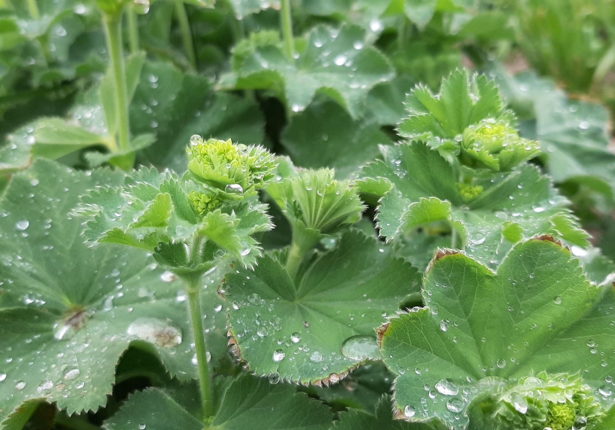 Blätter-mit-Tropfen